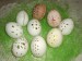 madeirová vajíčka 1